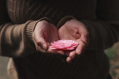 person holding pink petaled flower thumbnail