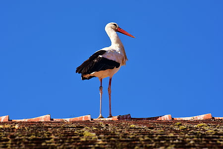 white and black bird on brown fence closeup photography during daytime thumbnail