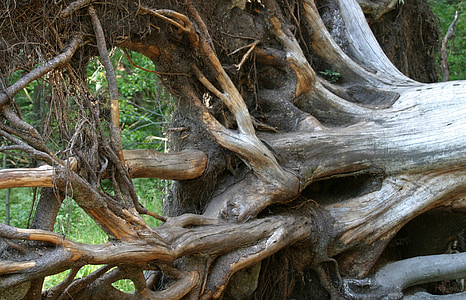 withered tree roots close-up photo thumbnail