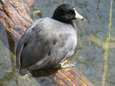 American Coot - Fulica americana thumbnail