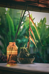 green and orange plant in macro shot photography thumbnail