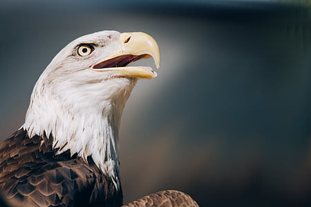 white and brown eagle thumbnail