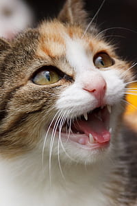 closeup photo of brown and white bi-color tabby cat thumbnail