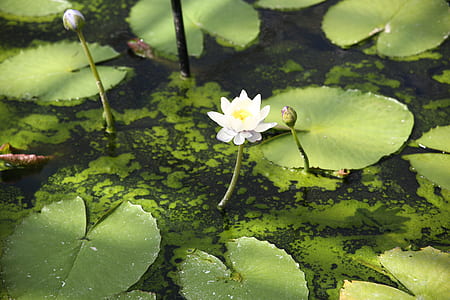 water lillly flower on pond thumbnail