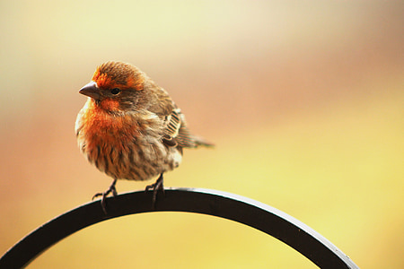brown and orange wren perched on branch thumbnail