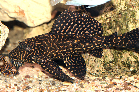 Glyptoperichthys Joselimaianus thumbnail