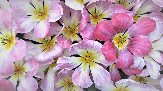 pink petaled flowers photography thumbnail