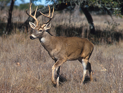 photo of brown deer in forest thumbnail