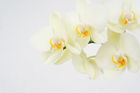 macro shot photography of white orchirds thumbnail
