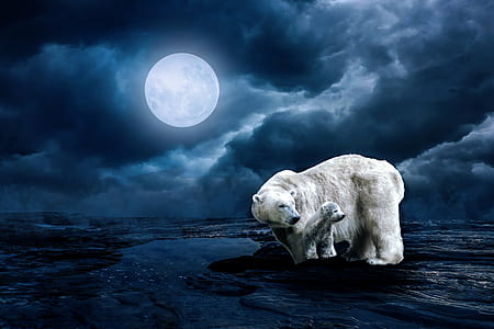 polar bear and baby polar bear on ice with full moon background thumbnail