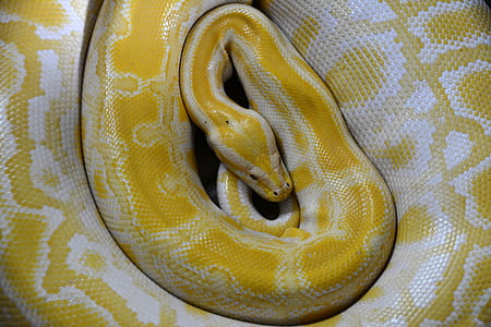 yellow and white spotted snake thumbnail