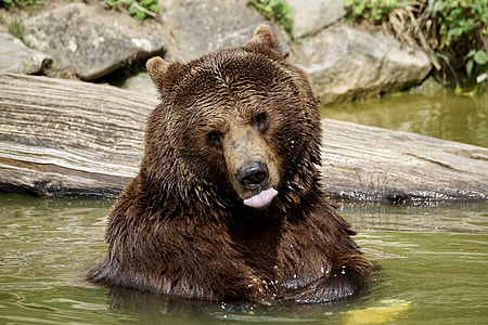 grizzly bear on green water thumbnail