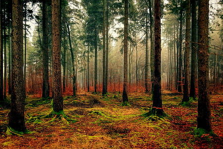 green and multicolored grass under tall trees thumbnail