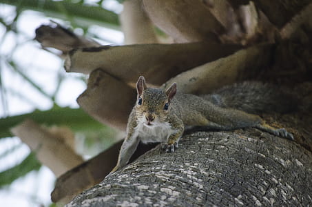 wood, nature, animal, cute thumbnail