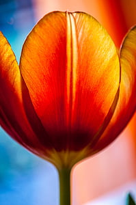 orange tulip flower closeup photo thumbnail
