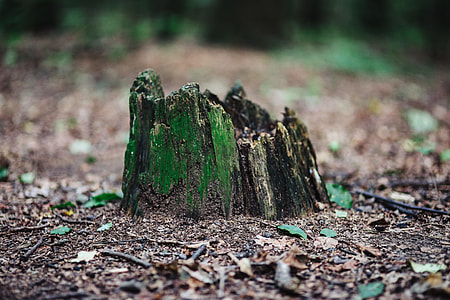 A walk through the forest moze thumbnail
