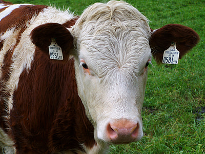 Cow Portrait, Brown And White Cow thumbnail