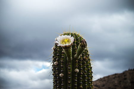 Close-up Photography of a Cactus thumbnail