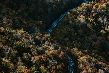 landscape of forest field thumbnail