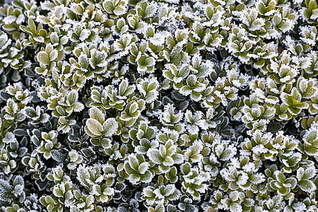green succulent plants outdoors thumbnail
