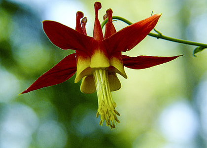 blossom, red, sitka columbine, wildflower, wild plant, forest thumbnail