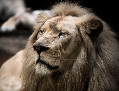closeup of lion thumbnail