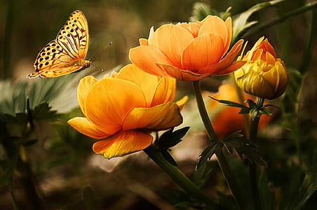 gulf fritillary butterfly perching on bloom orange flower in close-up photography thumbnail
