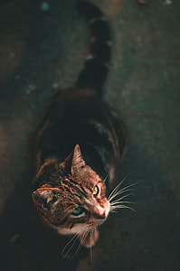 close up photography of black tabby cat thumbnail