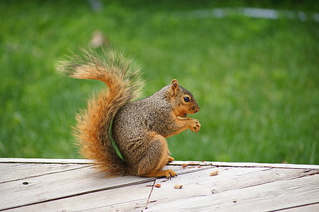 brown squirrel holding nut at daytime thumbnail