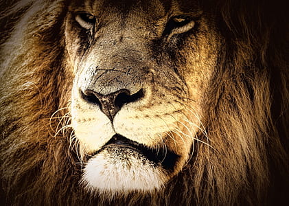 brown lion face thumbnail