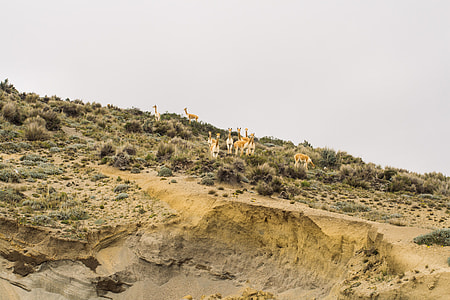 Llama Sand thumbnail