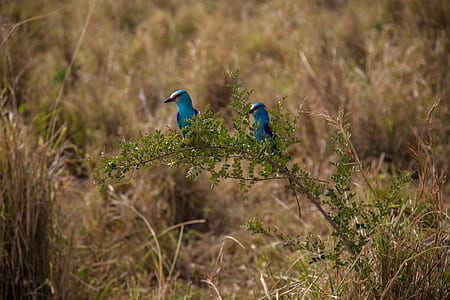two blue birds thumbnail