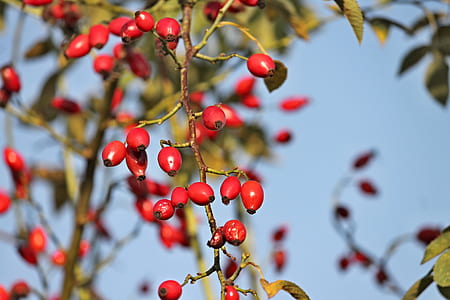 red fruit tree thumbnail