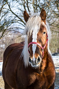 brown horse near trees thumbnail
