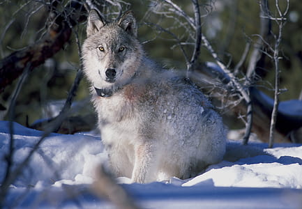 photo of wolf on ground covered with snow thumbnail