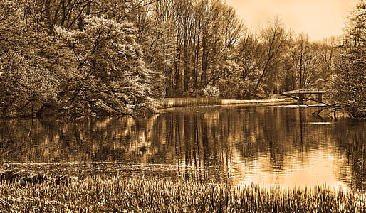 body of water beside trees thumbnail