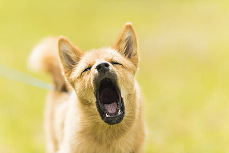 selective focus photography tan dog thumbnail