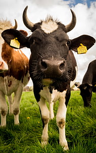 close-up photo of black cow thumbnail