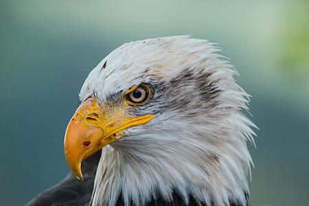 shallow focus photography of Bald eagle thumbnail