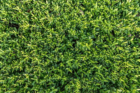 close-up photo of green leafed plants thumbnail