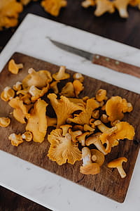 Picking mushrooms chantarelle in the woods thumbnail