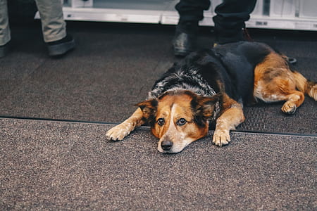 black and brown dog lying on floor thumbnail