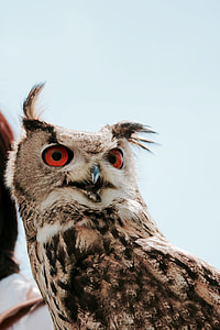 gray and brown owl in close-up photography thumbnail