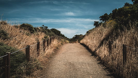 brown road between hay at daytime thumbnail