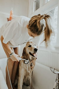woman bathing golden retriever in bathtub thumbnail