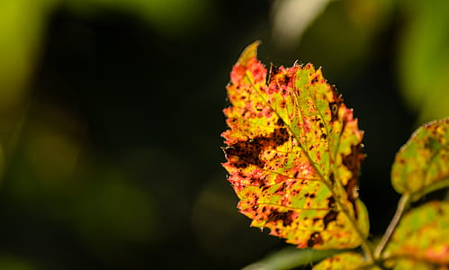 selective focus photography of yellow leaf thumbnail
