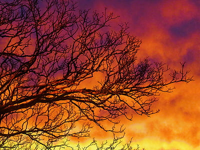 tree under orange and yellow cloudy sky thumbnail