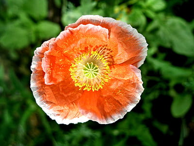 Orange poppy with white-tipped petals thumbnail