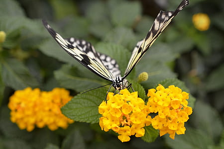 white and black butterfly perched on yellow lantana flowers thumbnail