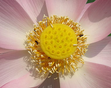 close-up photography of yellow and pink lotus flower thumbnail